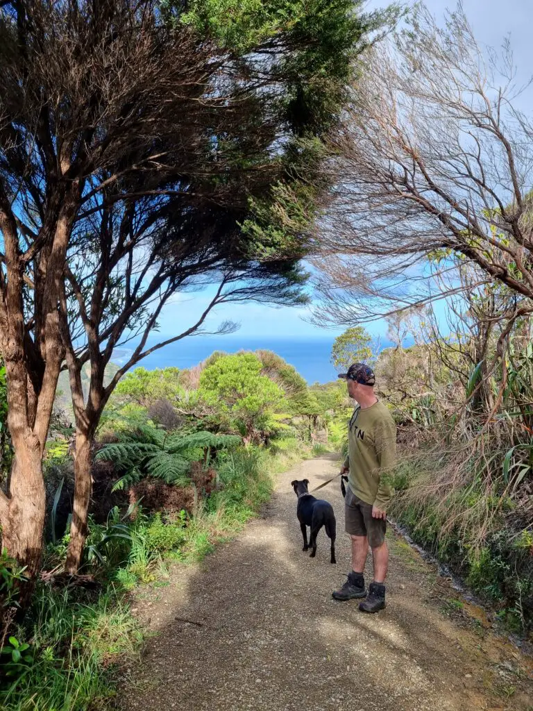 Dog friendly walks, Mercer Bay Loop Auckland