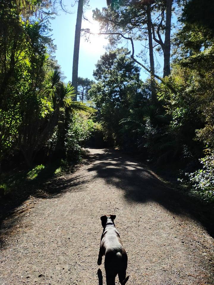 Craigavon Dog Park, Auckland