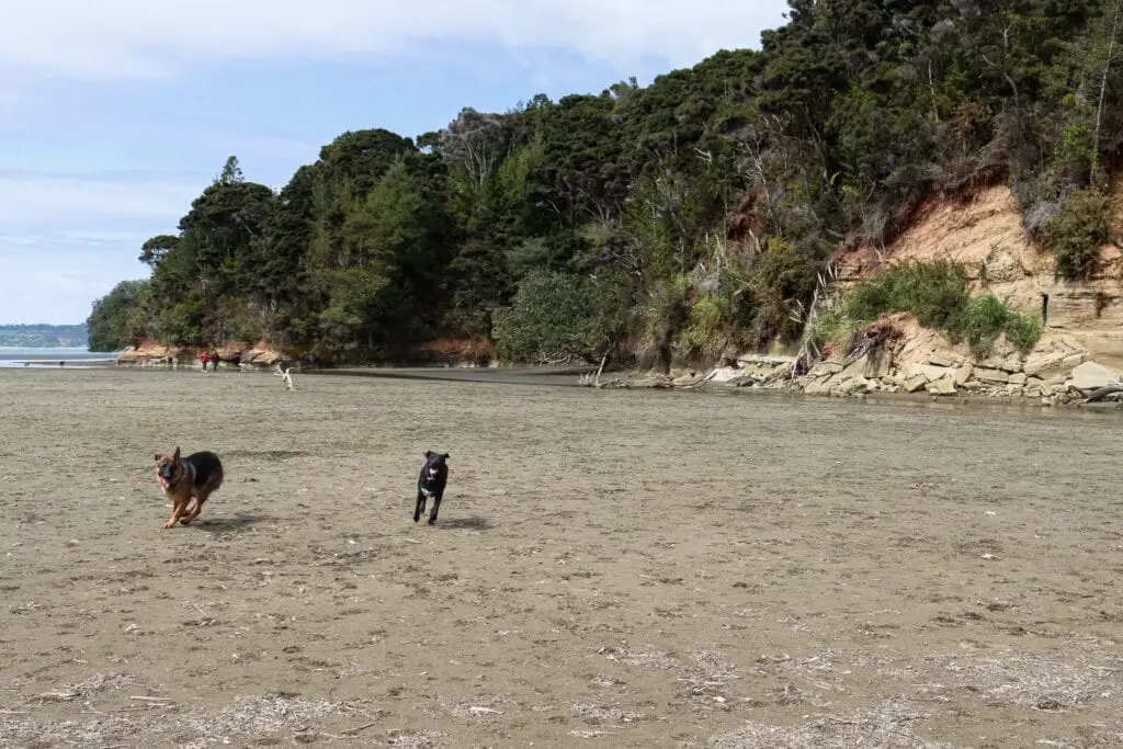 Two dogs running together at off leash dog park in Auckland, Kakamatua Inlet.