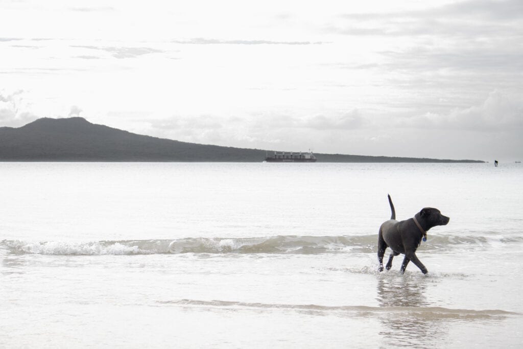 21 Fun Things to do in Auckland City 14 Rangitoto Island from Takapuna Beach