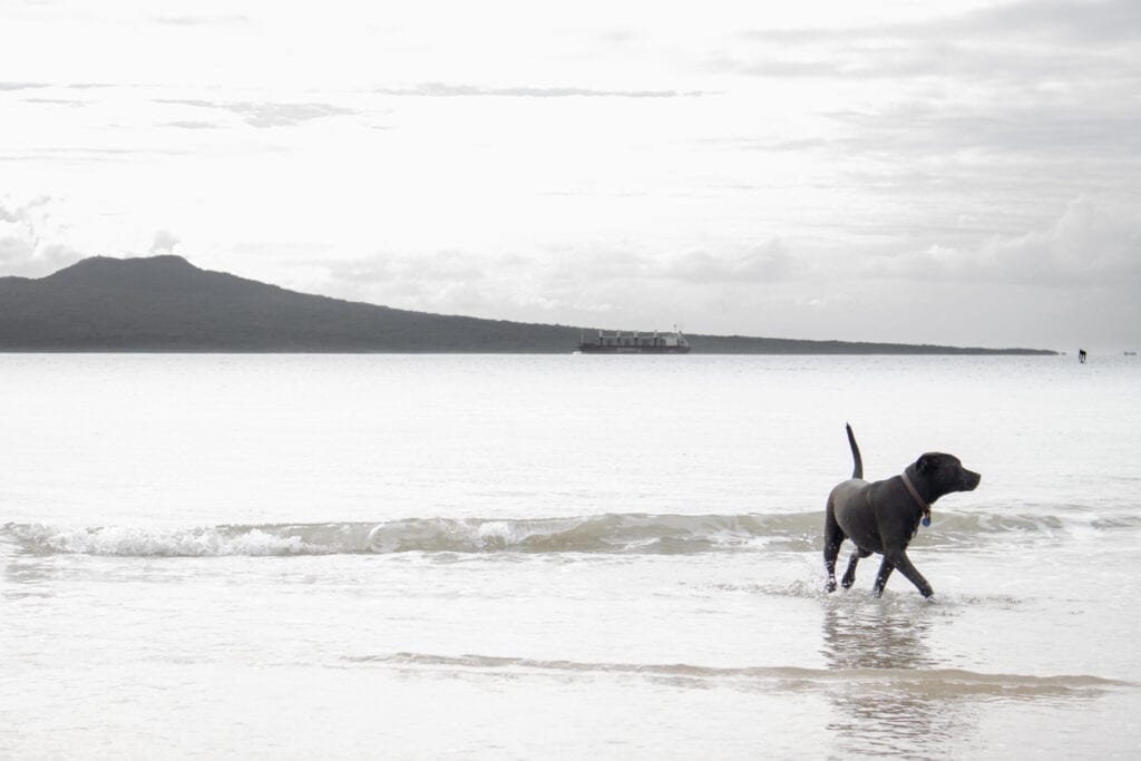 Rangitoto Island from Takapuna Beach