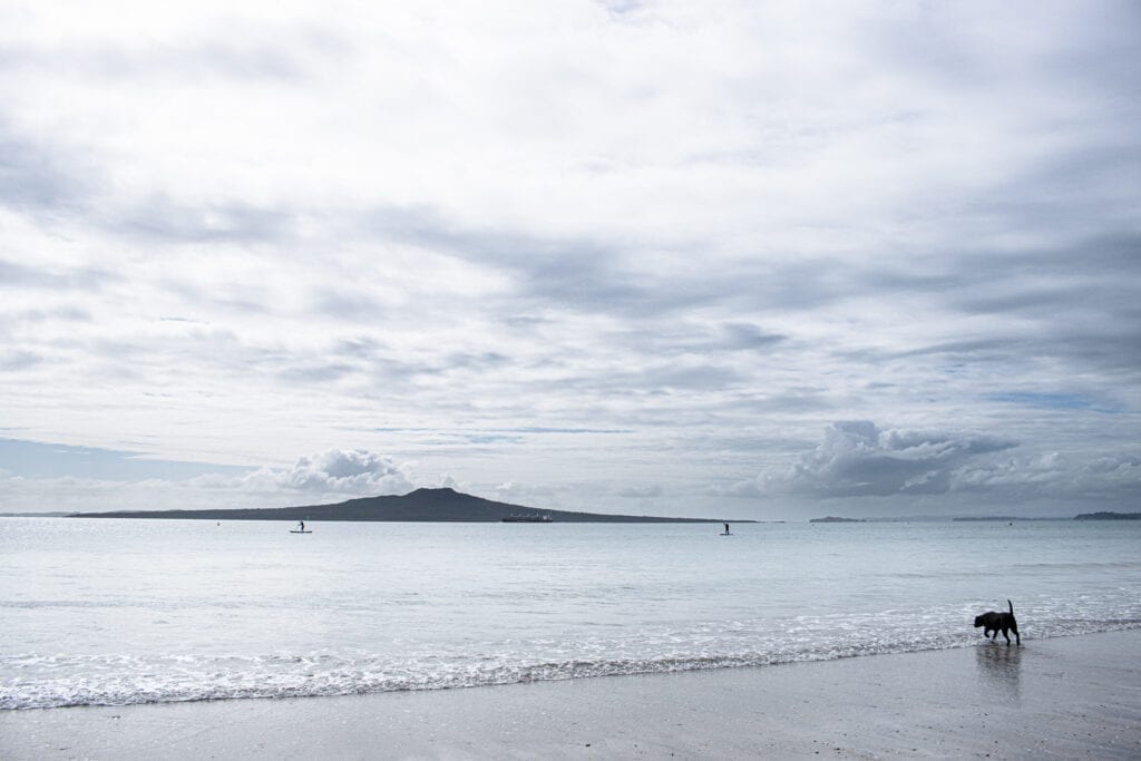 Black dog standing in surf on Takapuna beach, one of Auckland's dog friendly parks