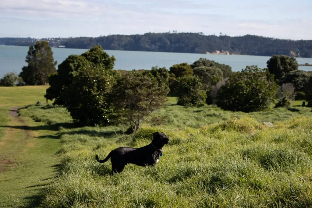 Meola Reef off-leash dog parks in Auckland