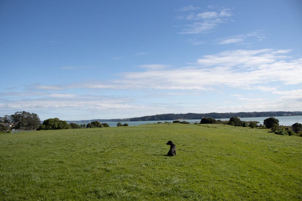 Black Staffy sitting at Meola Reef off leash Dog Park