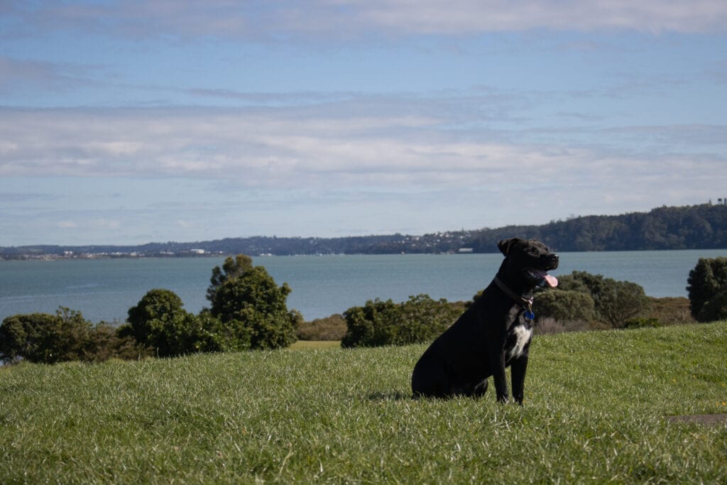 Black Staffy sitting at Meola Reef off leash Dog Park