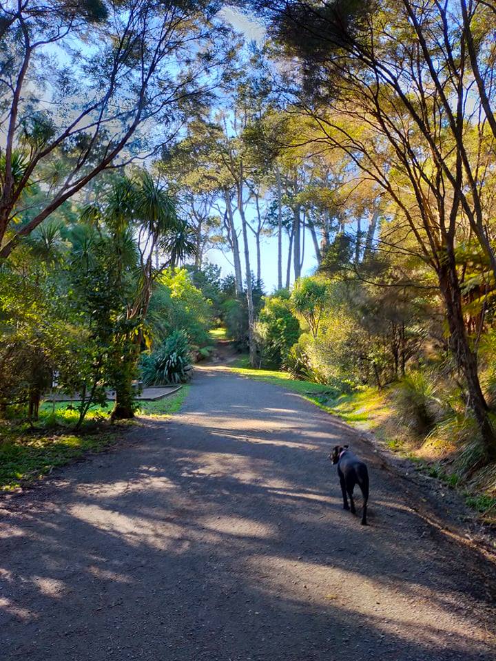 Craigavon Dog Park, Auckland