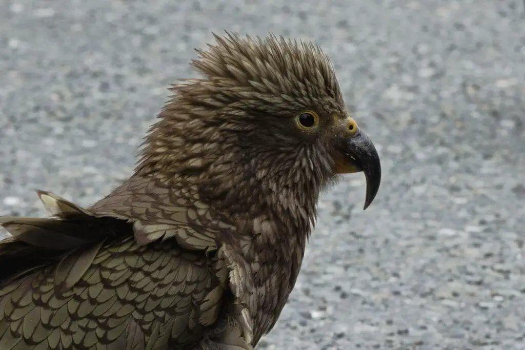 Cruising Milford Sounds - A kea outside Homer Tunnel