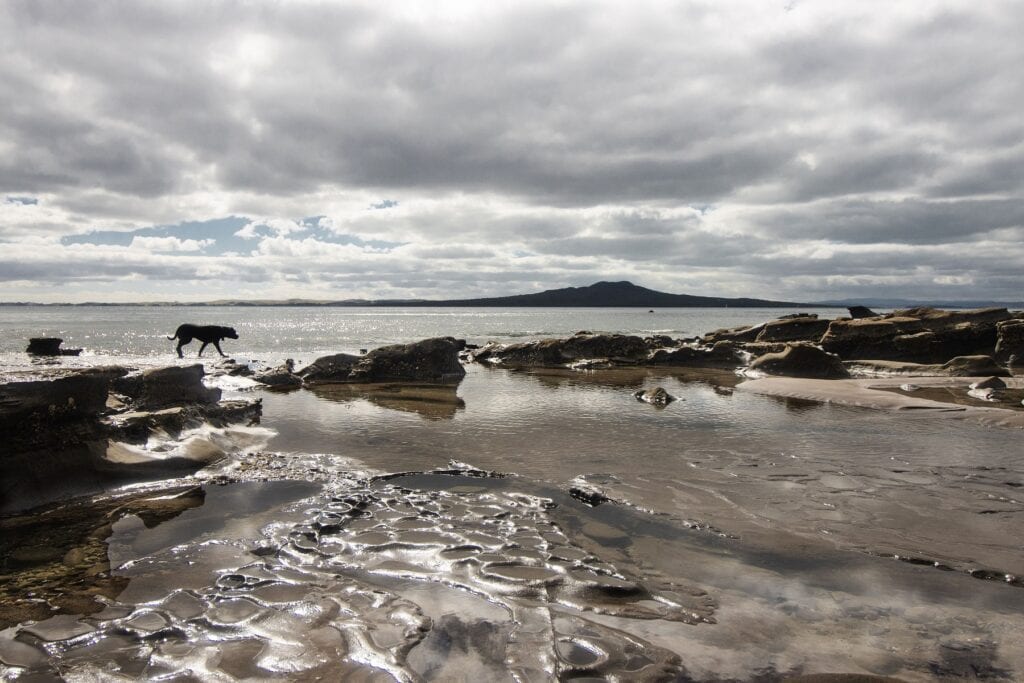 Kennedy Park Dog Beach