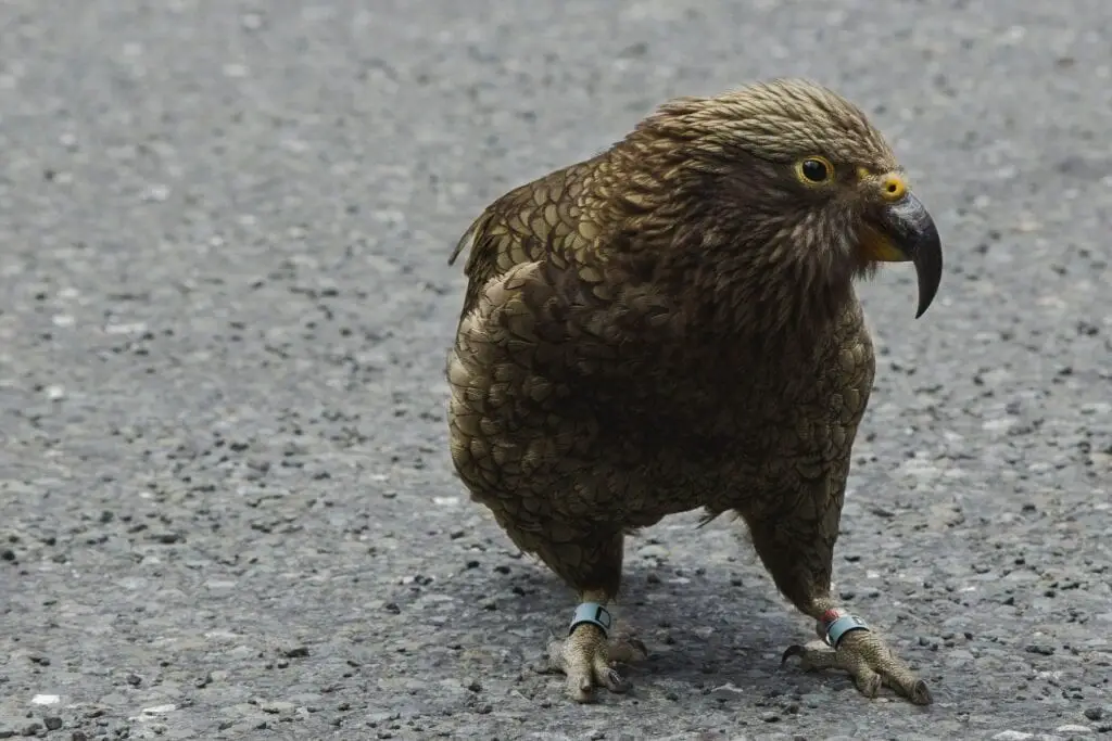 Cruising Milford Sounds - Kea standing on road before Homer Tunnel