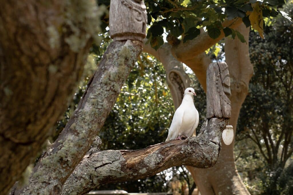 Accommodation on Waiheke Island, a Dove at Fossil Bay Lodge