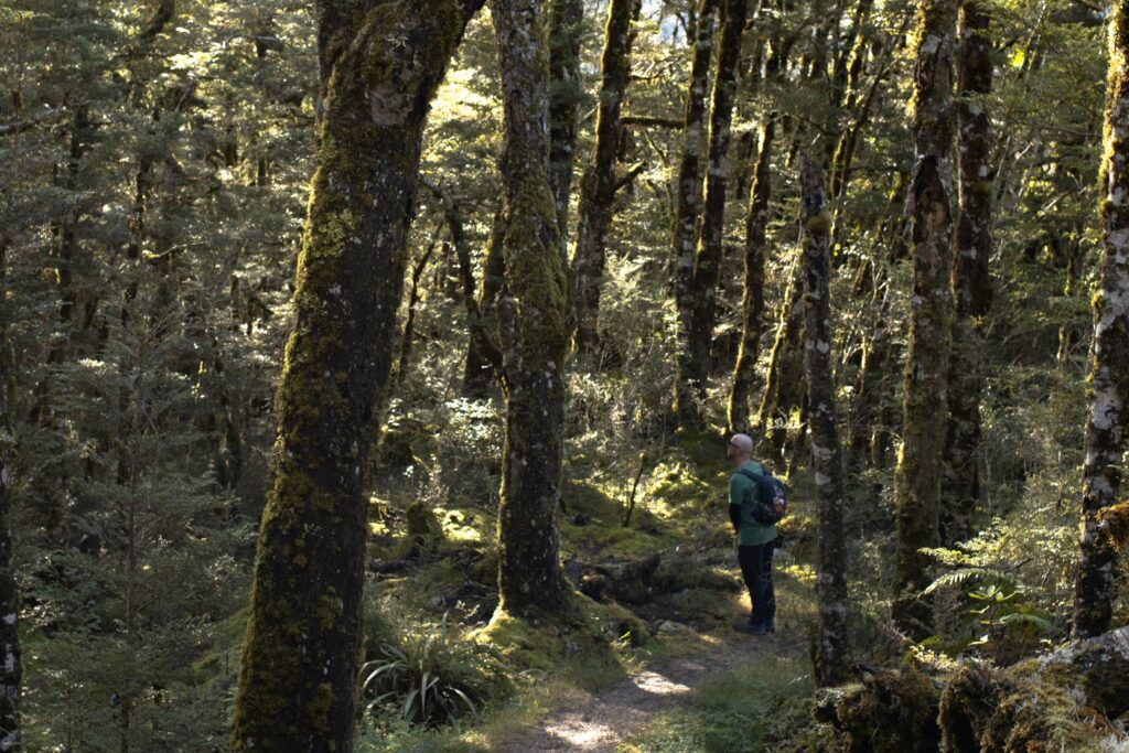 Haast Pass Lookout Hike. Wanaka to Franz Josef road trip