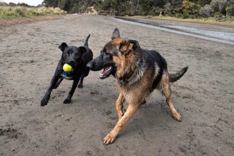 9 of The Best Off-Leash Dog Parks in Auckland 2023