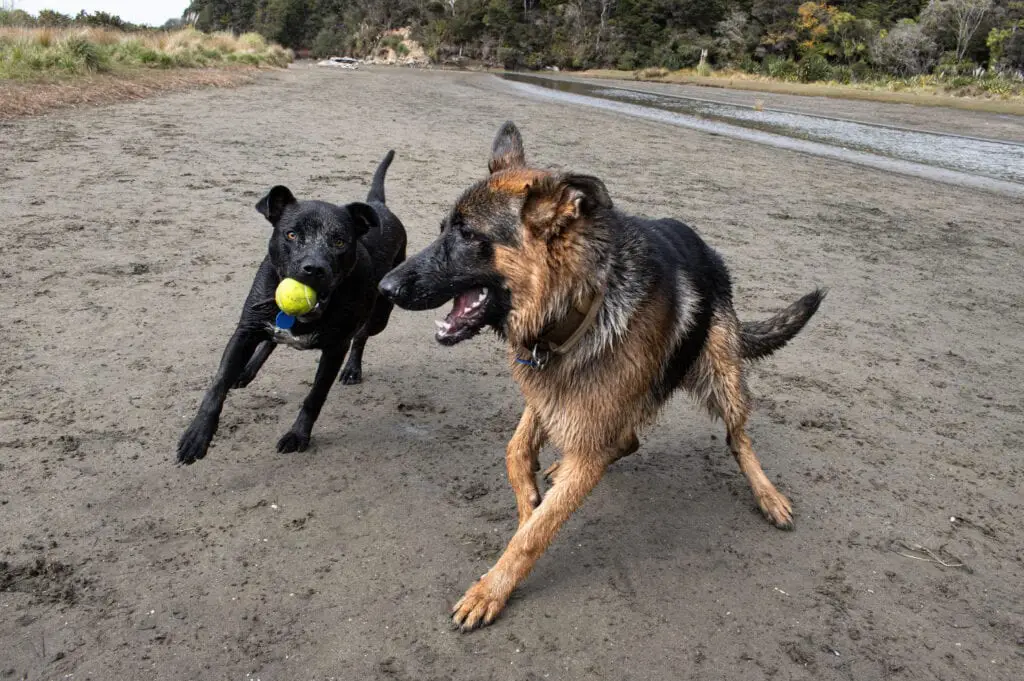 LoveYaGuts Travel 9 of The Best Off-Leash Dog Parks in Auckland 2023