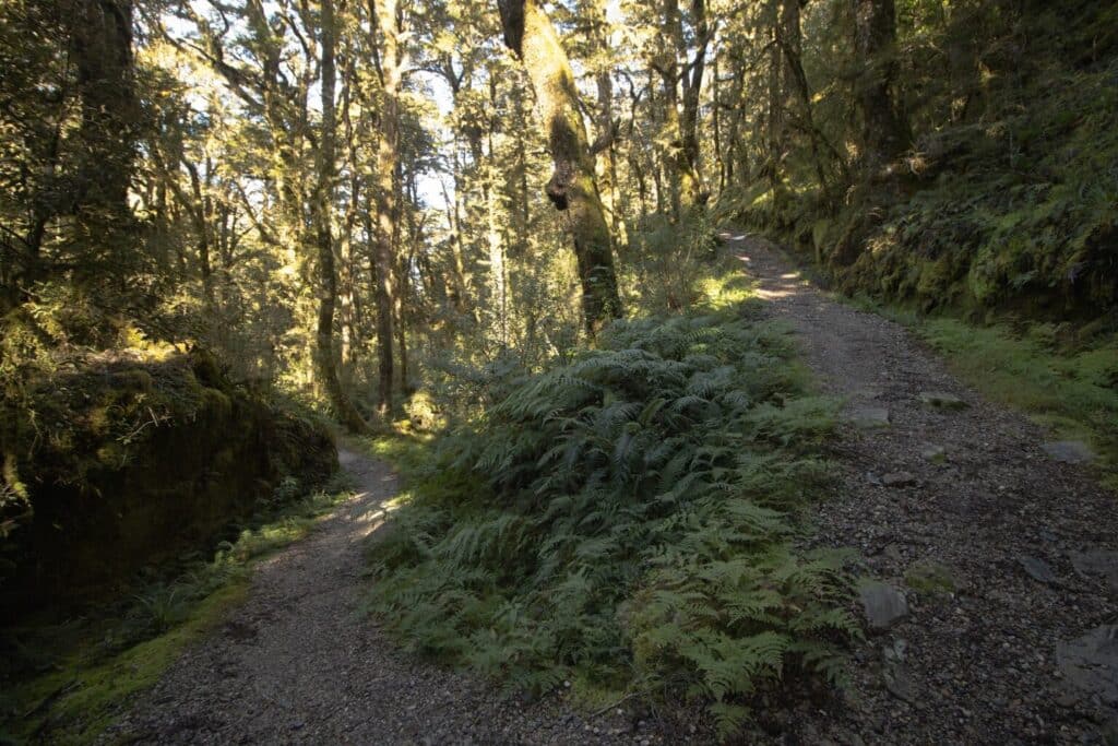 Haast Pass Lookout, Franz Josef to Wanaka road trip