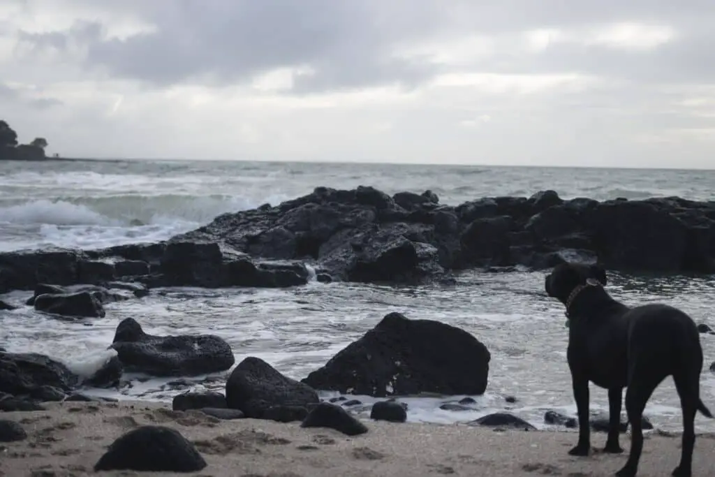 Milford beach off leash dog beach, Auckland