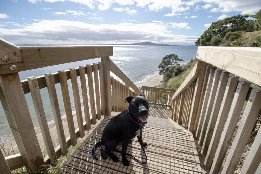 Off leash dog park, Kennedy Park and Castor Bay beach, North Shore