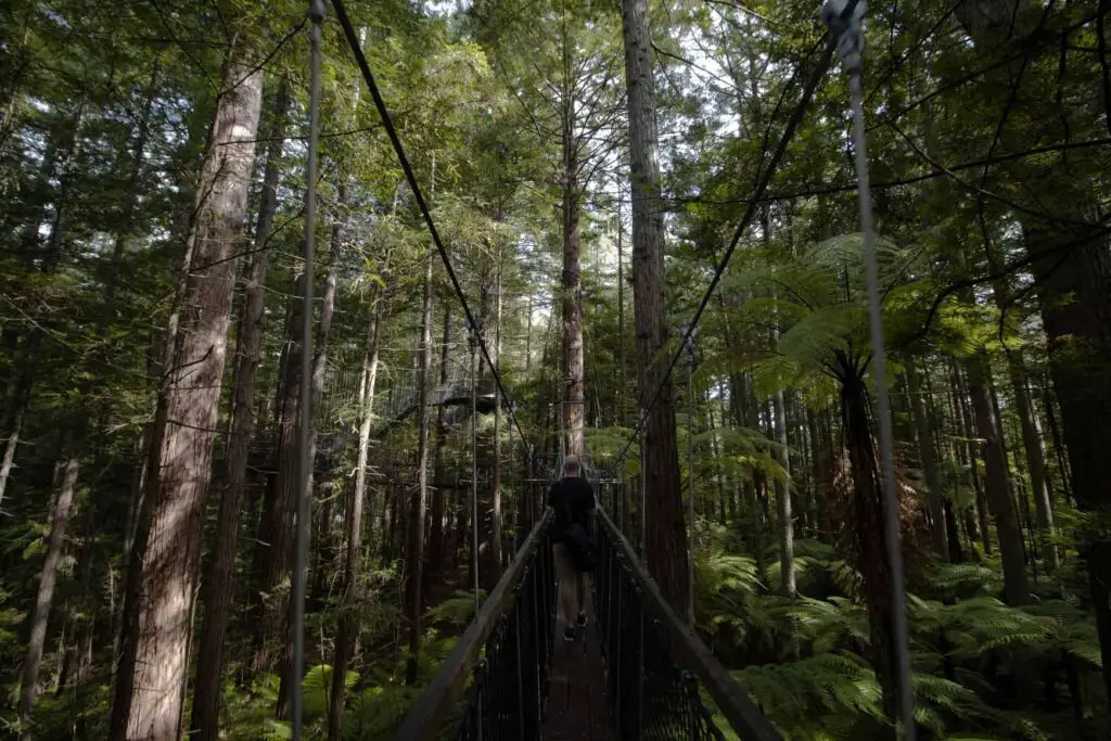 LoveYaGuts Travel Exploring the Redwood Forest in Rotorua