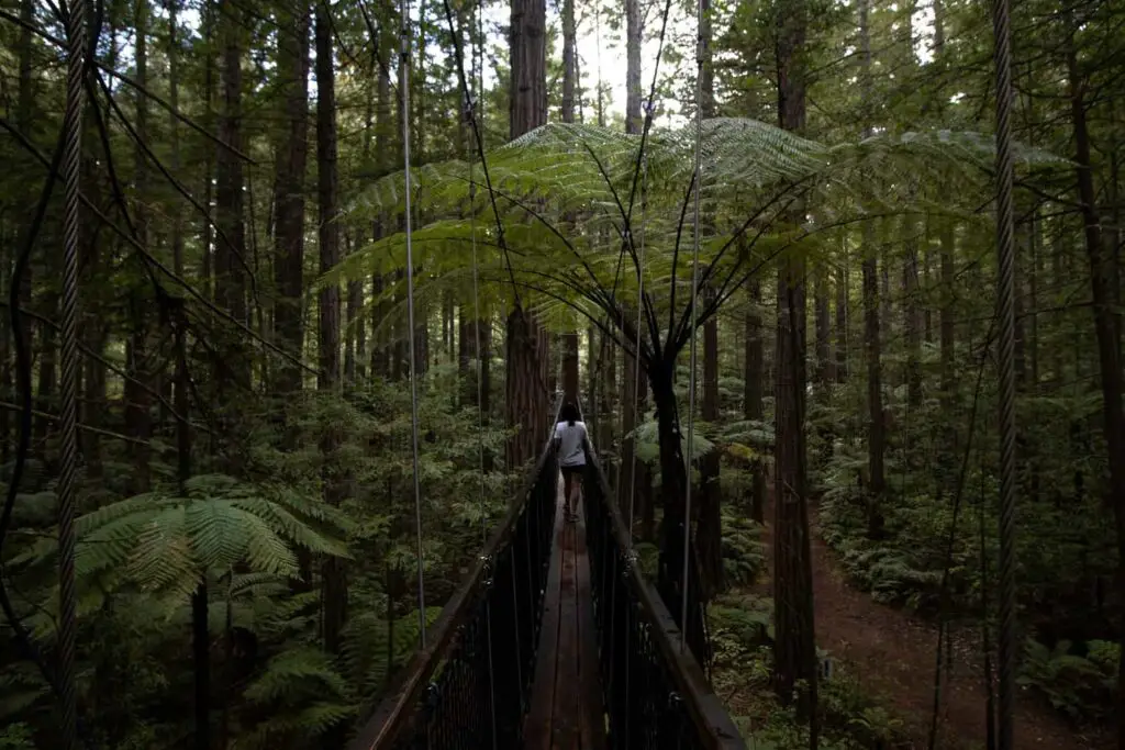 LoveYaGuts Travel Exploring the Redwood Forest in Rotorua