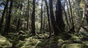 A large row of trees in a dense green forest in Te Anau. The forest floor is covered in a carpet of thick green moss. Sun is shining through the trees which creates speckled light on the moss.