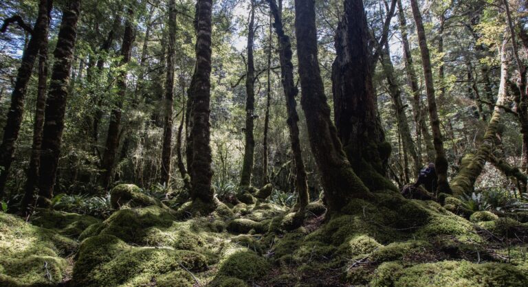 A large row of trees in a dense green forest in Te Anau. The forest floor is covered in a carpet of thick green moss. Sun is shining through the trees which creates speckled light on the moss.