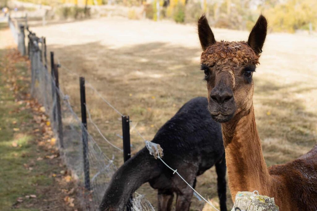 Queenstown Travel Guide: A photo of a llama stearing into the camera, these llamas can be feed for free as one of the best free things to do in Queenstown.