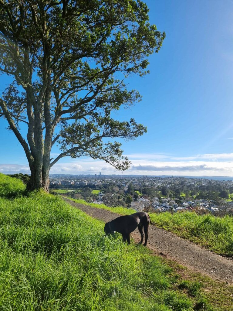Best place to watch the sunrise in Auckland. Mt Victoria in Devonport is one of the best dog parks in Auckland. 