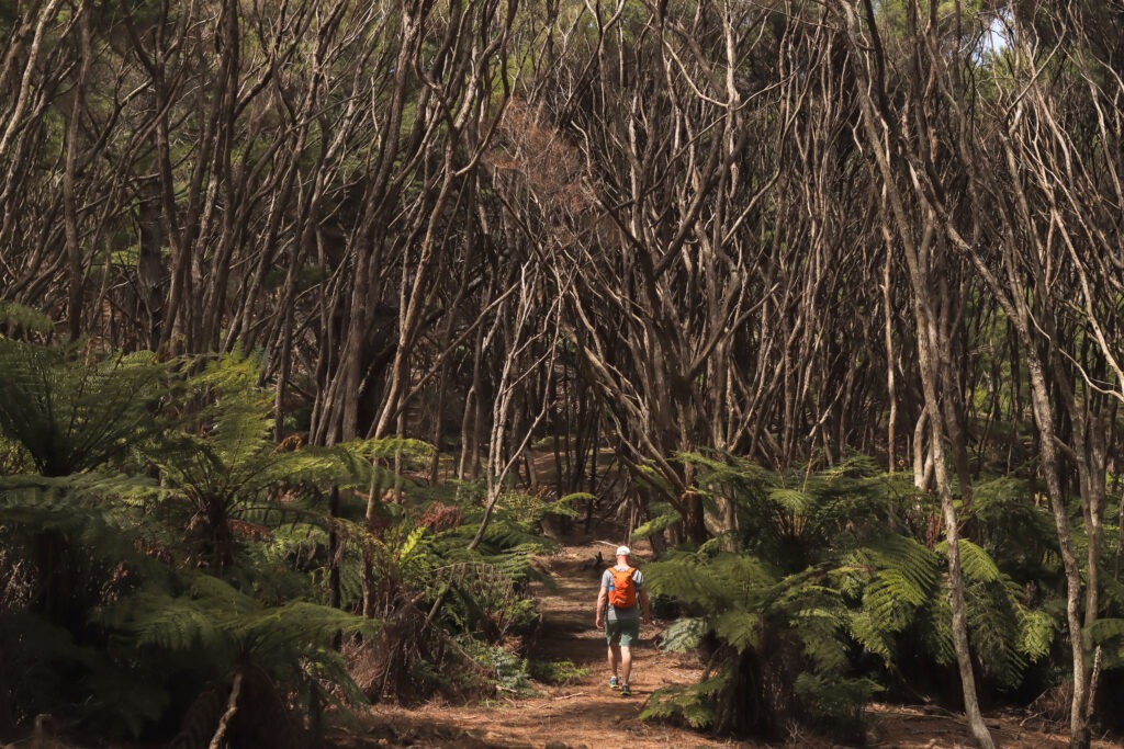 LoveYaGuts Travel Exploring Kawau Island