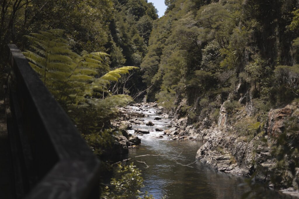 Karangahake Gorge Walks and Day Hikes 6 The Karangahake gorge river with native green plants and trees on either side of the river