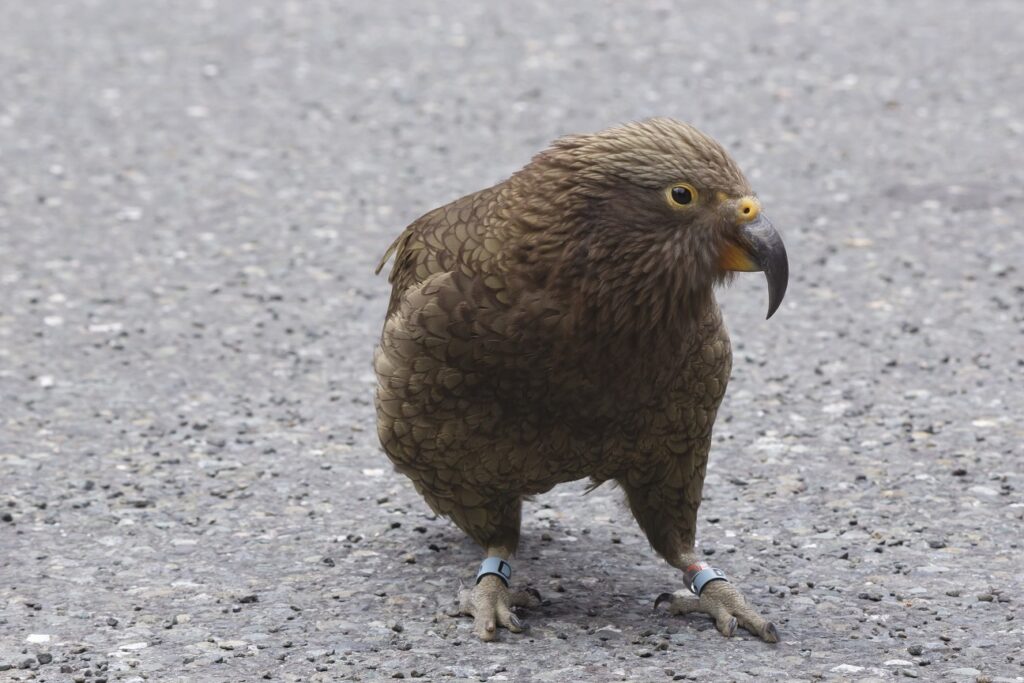 Te Anau to Milford Sound: Milford Sound Cruise 6 A close up of a Kea, an alpine parrot, standing on the road and looking to the right
