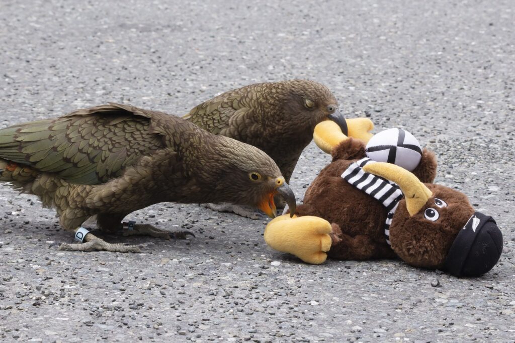 Te Anau to Milford Sound: Milford Sound Cruise 7 Two Keas' fight over a soft toy kiwi bird