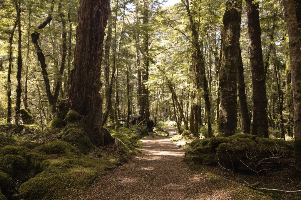 Best Te Anau day hikes: