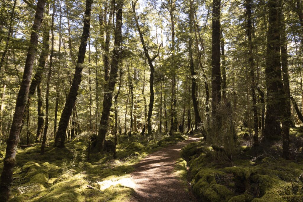 Great New Zealand Scenic Hikes. This photo shows the thick green bush of Kepler track in Te Anau.