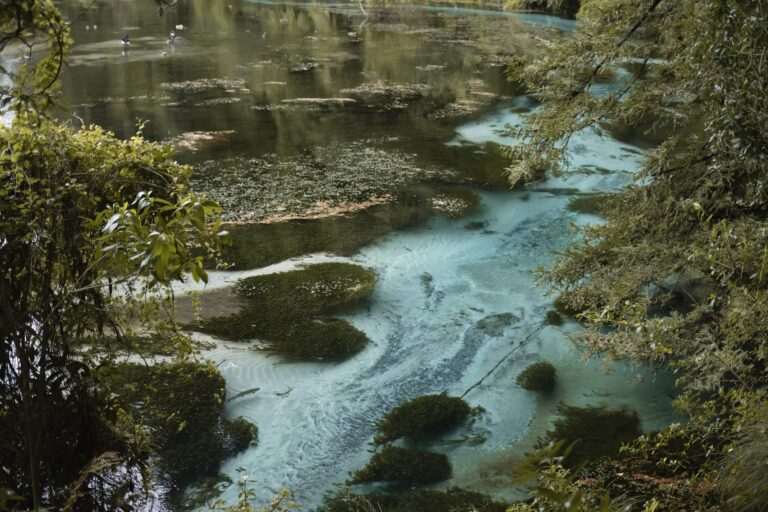 Picture of a clear blue river flowing between green trees and plants at Hamurana Springs, Rotorua