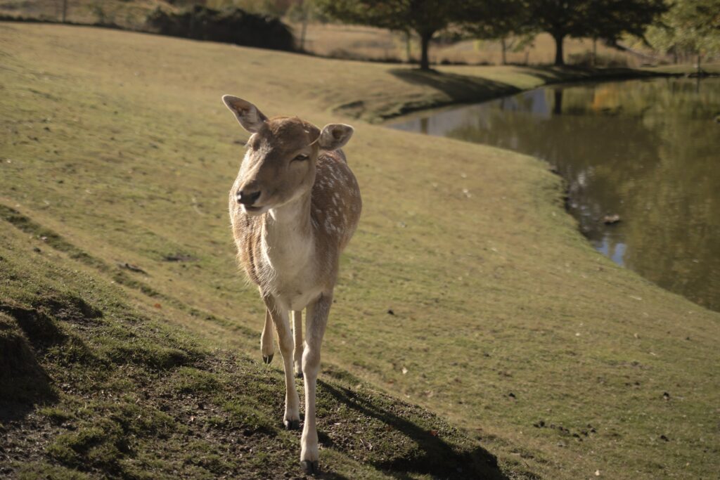 LoveYaGuts Travel Amazing Queenstown Travel Guide 2026