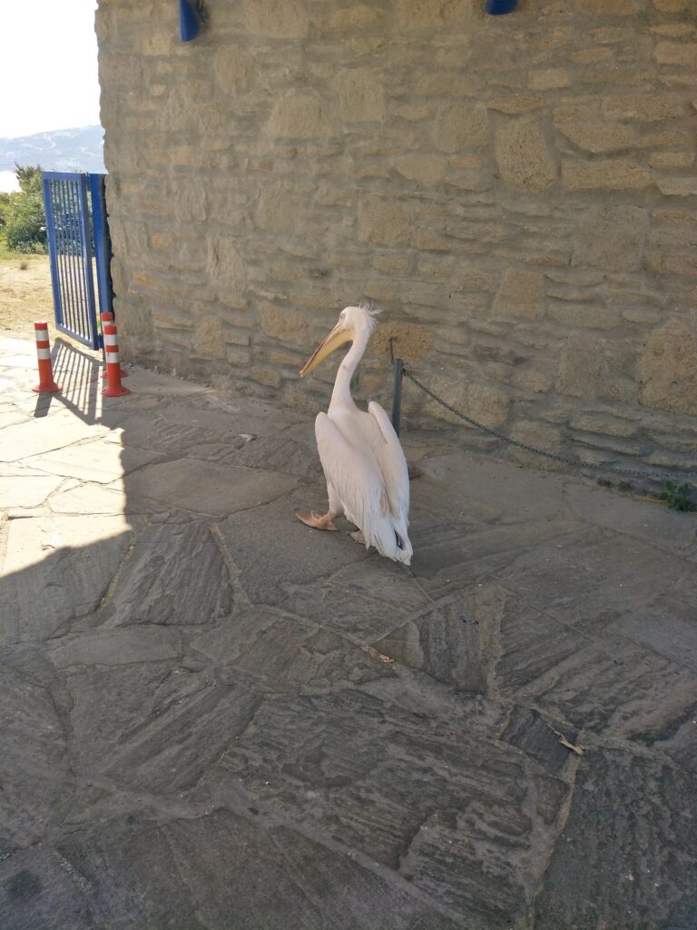Petros the Pelican in Mykonos walking along a stone path