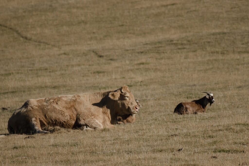 LoveYaGuts Travel Amazing Queenstown Travel Guide 2026