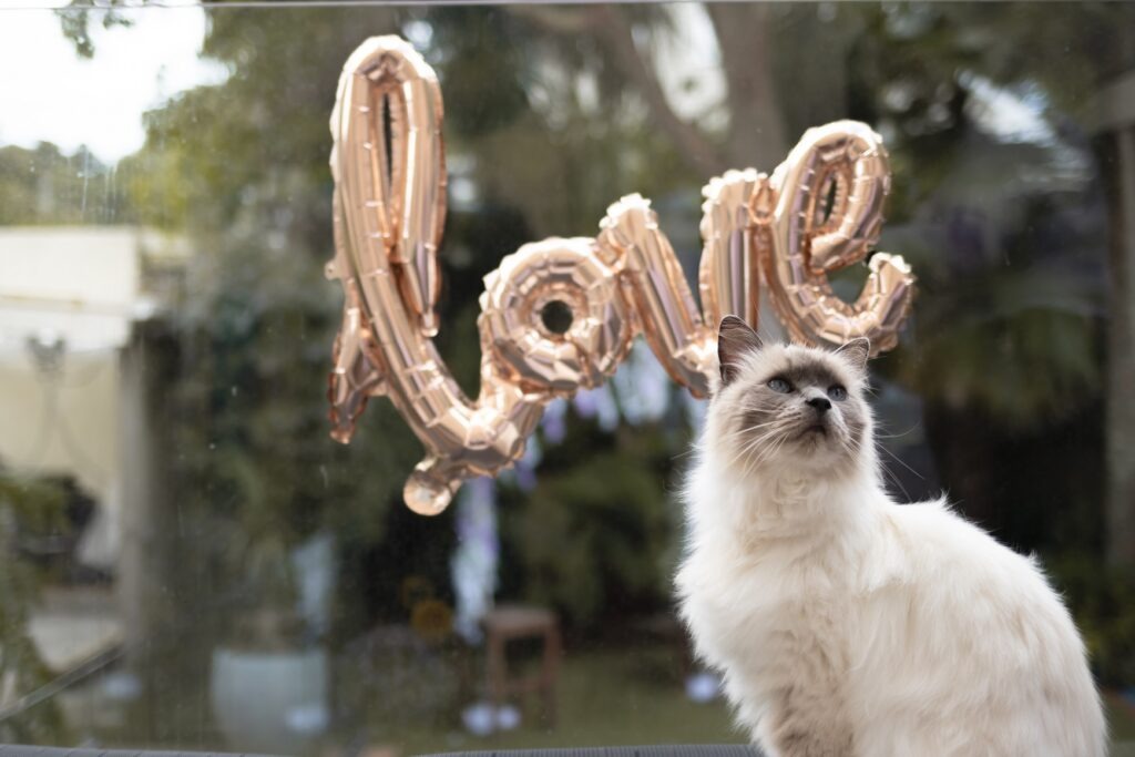 A white cat sitting in front of a balloon which spells 'love' at a Hens Party in Auckland