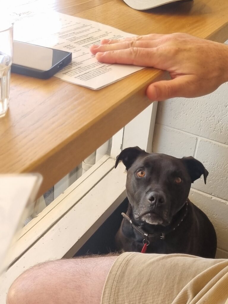 A black dog is sitting under a table inside Beam Cafe looking up at their owner ordering food