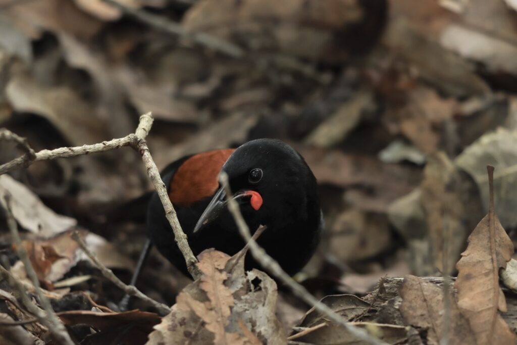 North island Saddleback bird hunting on Rangitoto Island