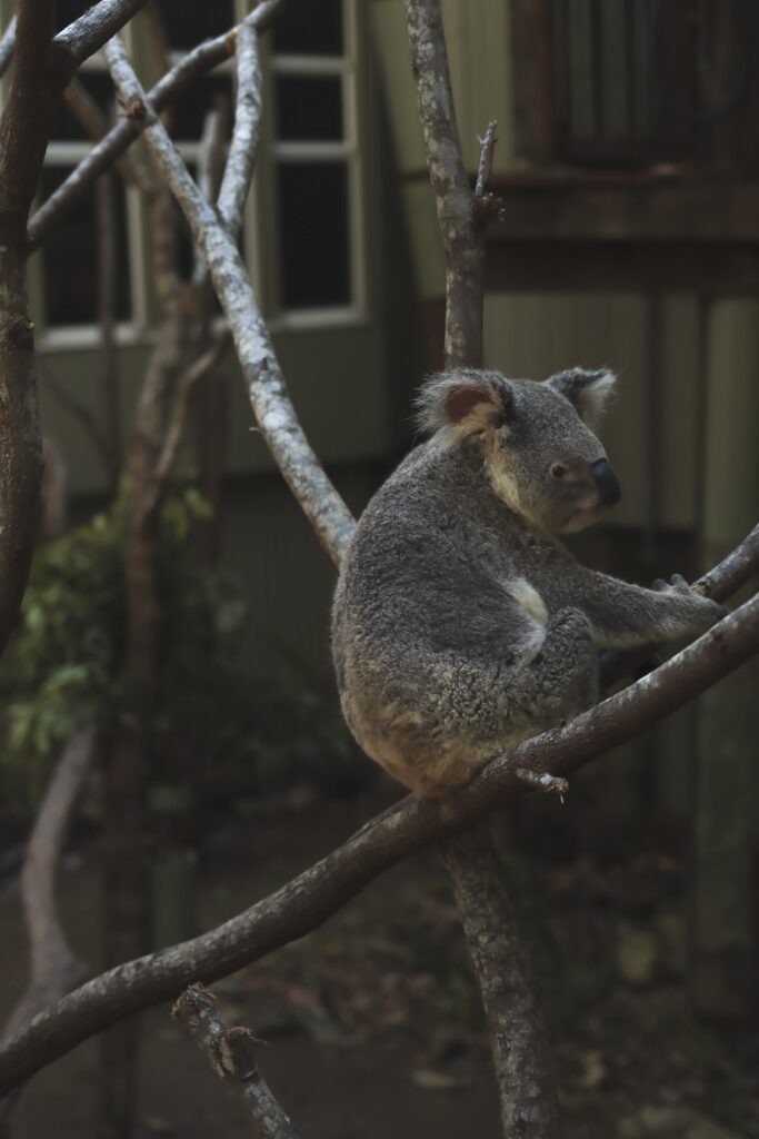 Free Things to do in Brisbane: A Koala sitting on a tree at the Daisy Hill Koala Centre in Brisbane.