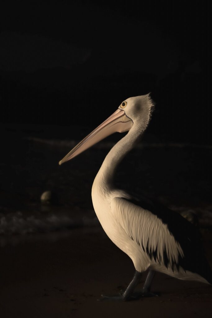 A Pelican on the beach at Tangalooma Resort on Moreton Island. 