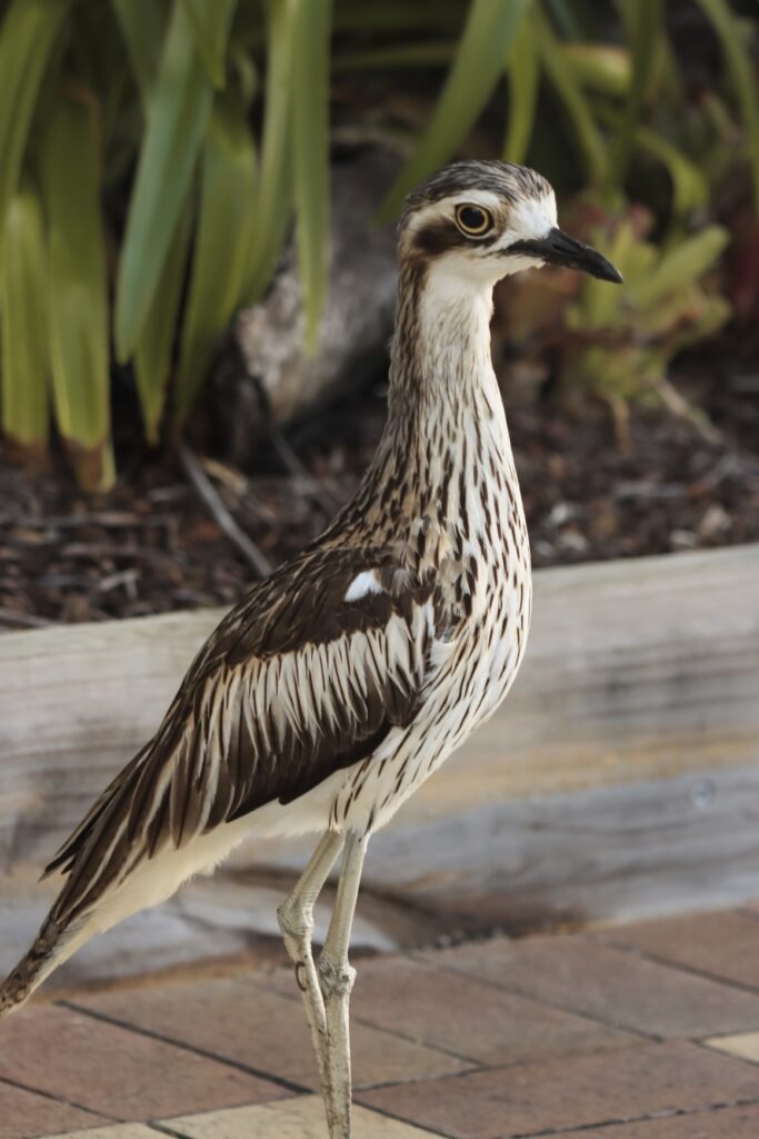 A Bush Stone-Curlew bird at Tangalooma Resort on Moreton Island. 