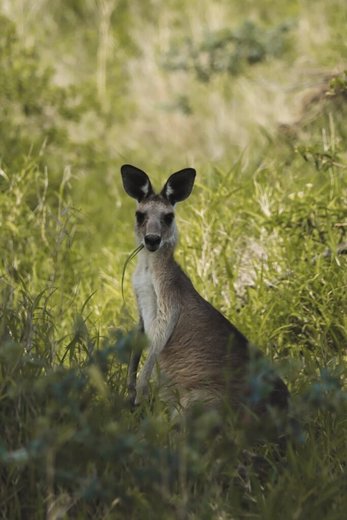 Road trips from Brisbane: A wallaby standing in the grass, with a few leaves hanging out of its mouth and staring right at the camera