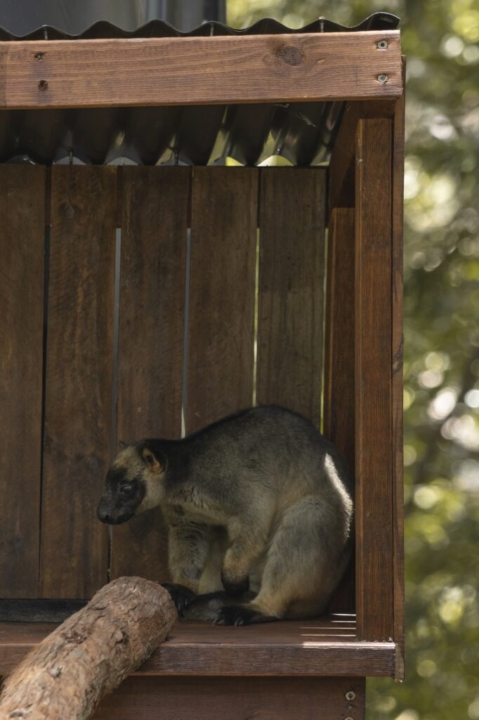 Mt Glorious Day Trip: A tree kangaroo in a shelter hiding from the heat at Walkabout Creek Discovery Centre in Brisbane.