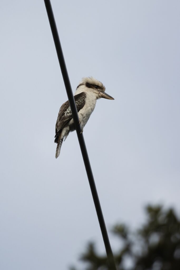 A Kookaburra sitting on a powerline in Mt Glorious.