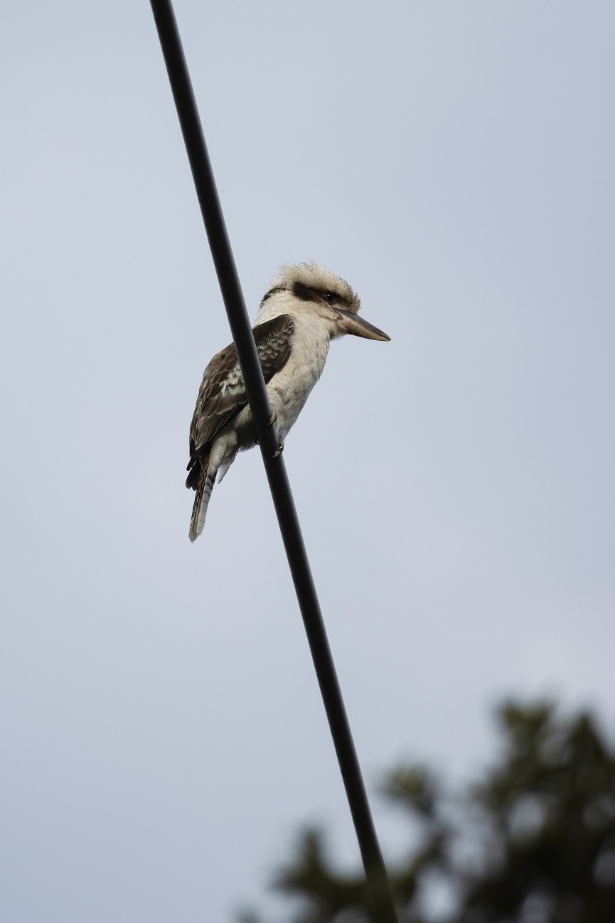 A Kookaburra sitting on a powerline in Mt Glorious.