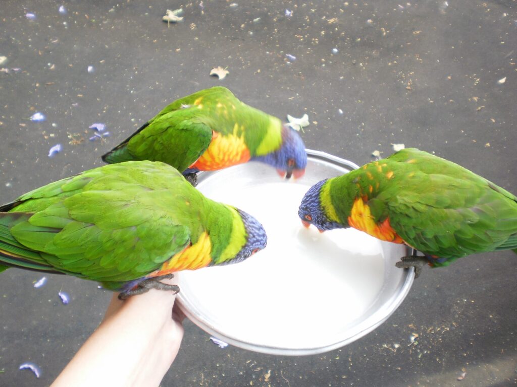 3 Lorikeets drinking milk from a pan at Currumbin Wildlife Sanctuary