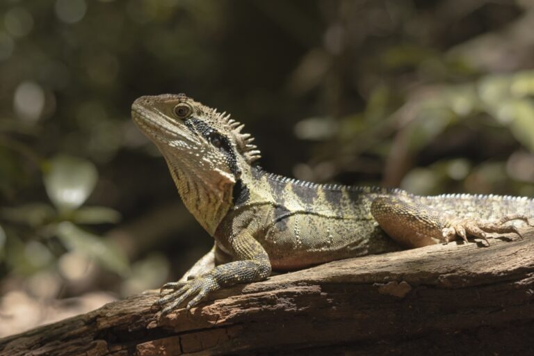 Best Road trips from Brisbane: An Australian water lizard sunbathing on a rock:
