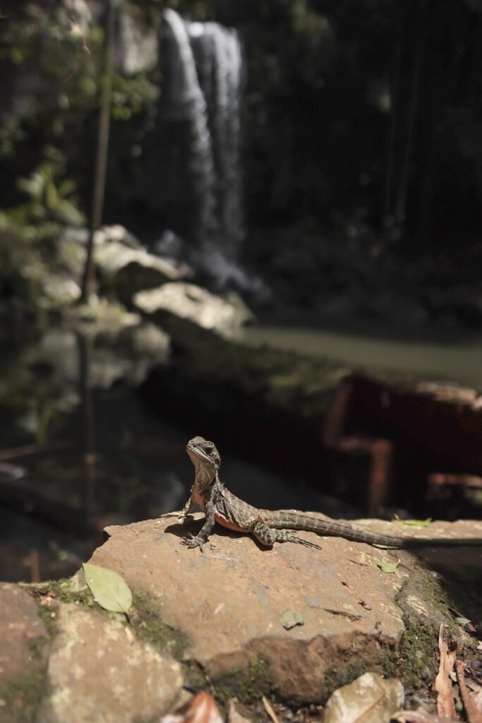 Tamborine Mountain day trip: An Australian water lizard sunbathing on a rock