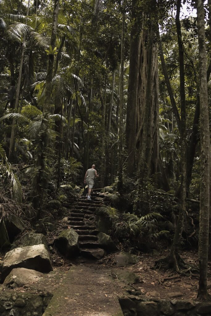 Tamborine Mountain day trip: a male walking up the stairs at Curtis Creek Falls bush walk